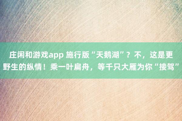 庄闲和游戏app 施行版“天鹅湖”？不，这是更野生的纵情！乘一叶扁舟，等千只大雁为你“接驾”